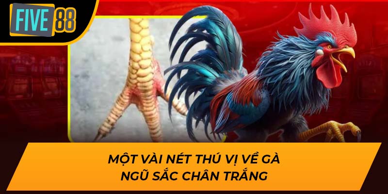 Một vài nét thú vị về gà ngũ sắc chân trắng